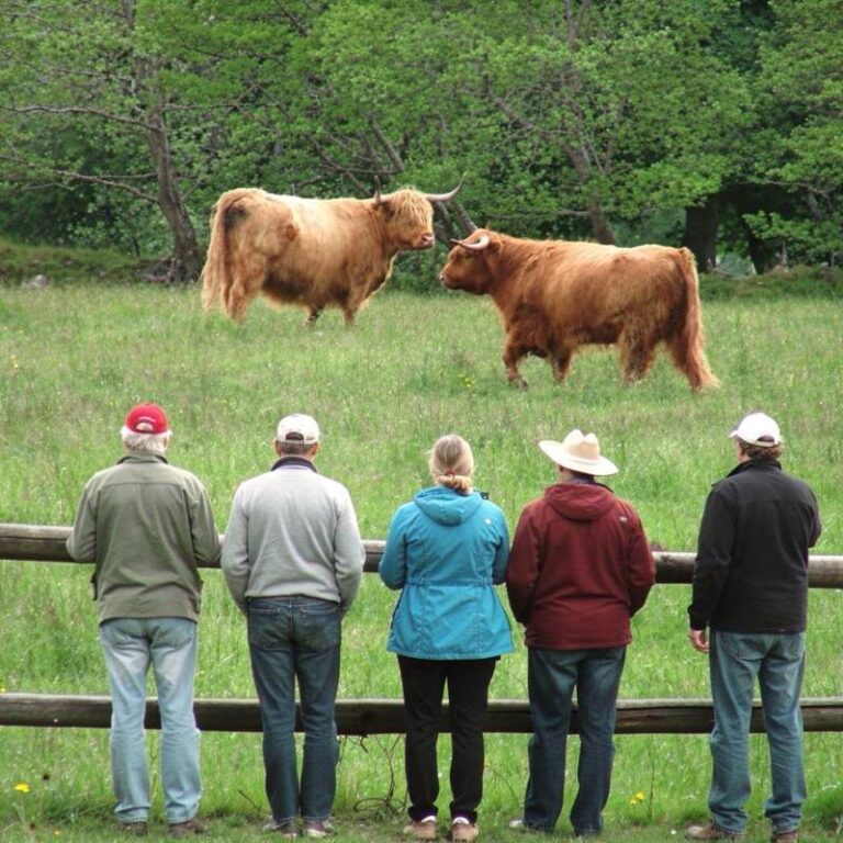 Angus cows and tour group